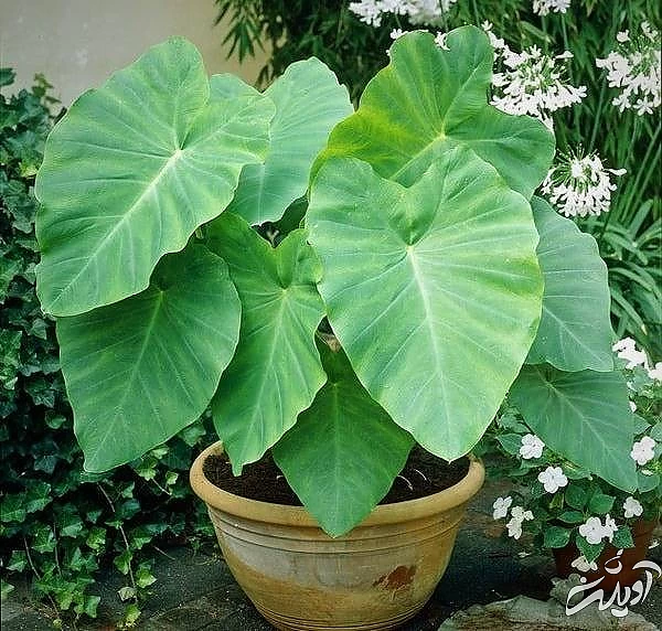 گیاهان گوش فیل از گیاهان سمی آپارتمانی گیاهان گوش فیل